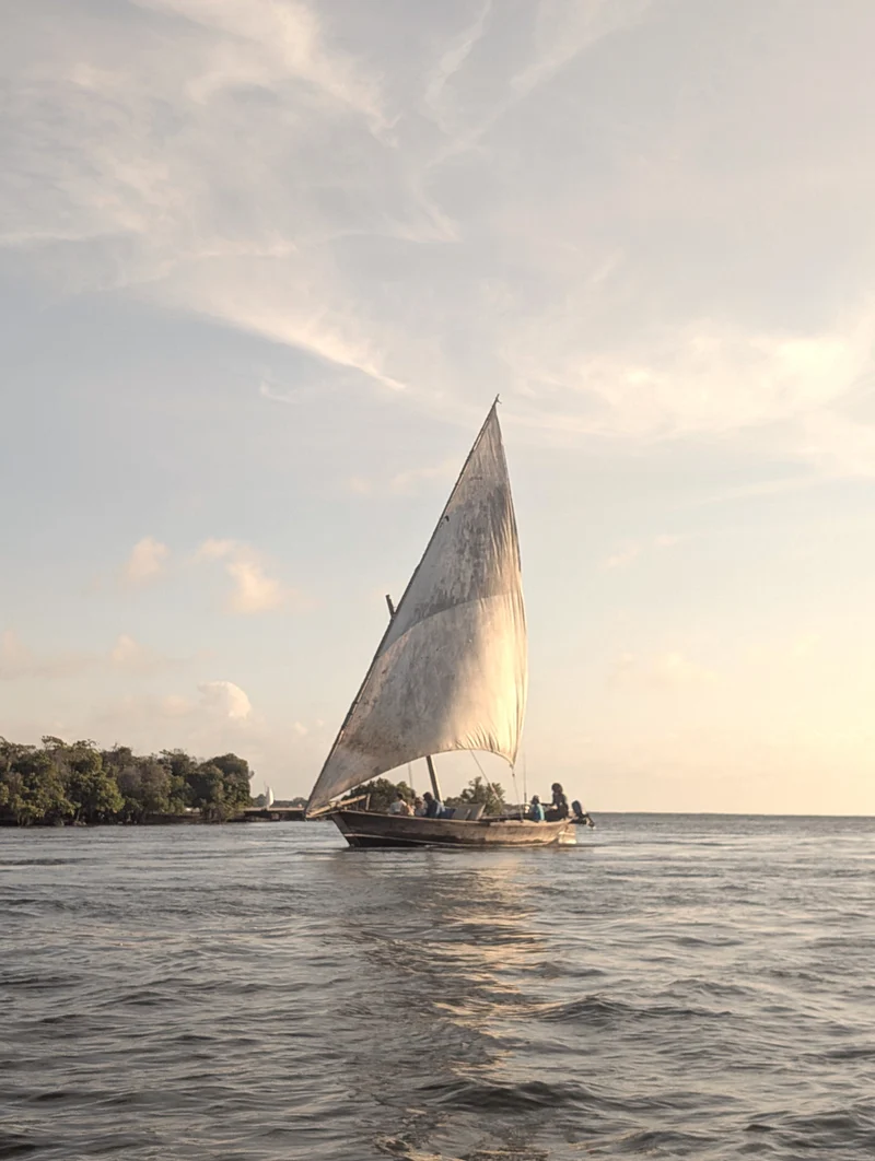A single dhow under full sail in soft evening light, mangroves behind